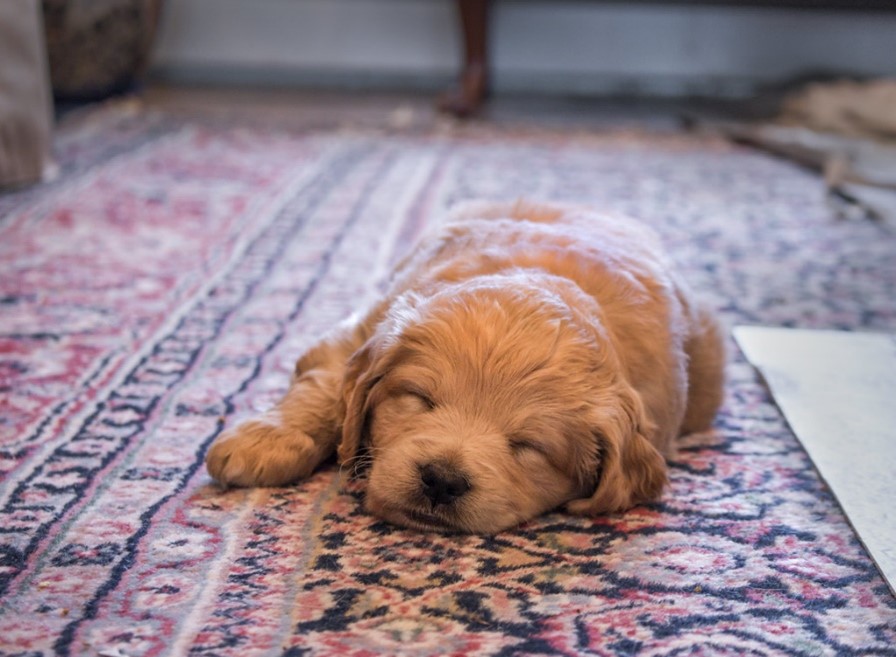 puppy sleeping on an oriental rug
