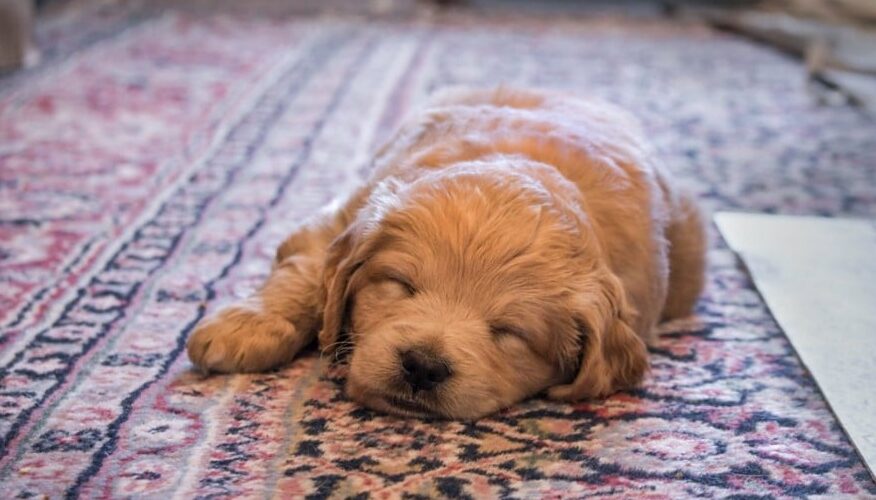 puppy sleeping on an oriental rug